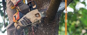 Best Tree Preservation Services  in Stanton, TX